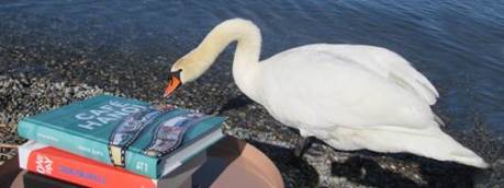 Ein Bild, das Wasser, draußen, Vogel, Wasservogel enthält.

Automatisch generierte Beschreibung